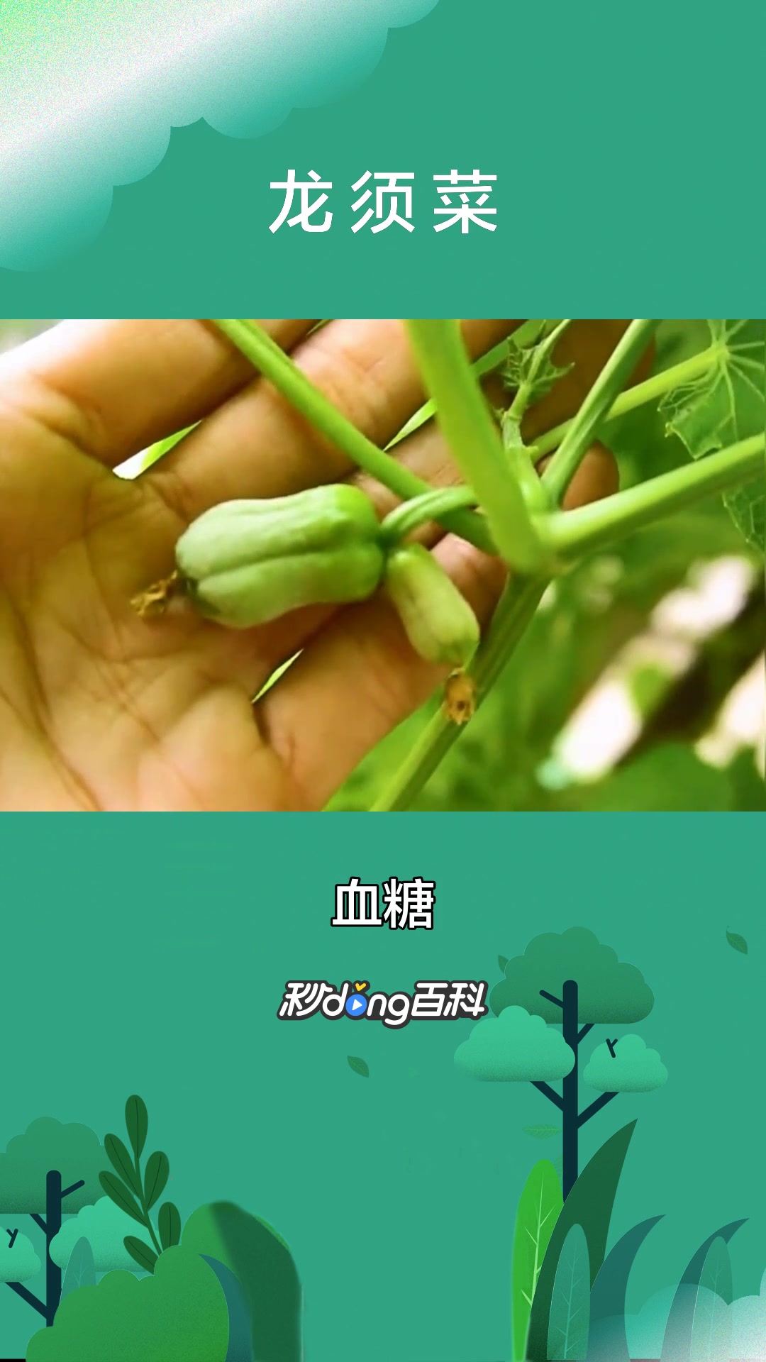 一分钟了解植物龙须菜