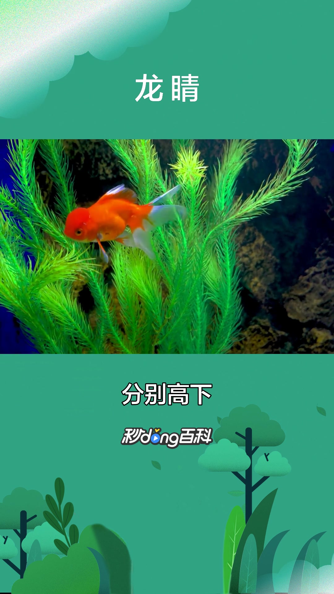 一分钟了解金鱼品种龙睛