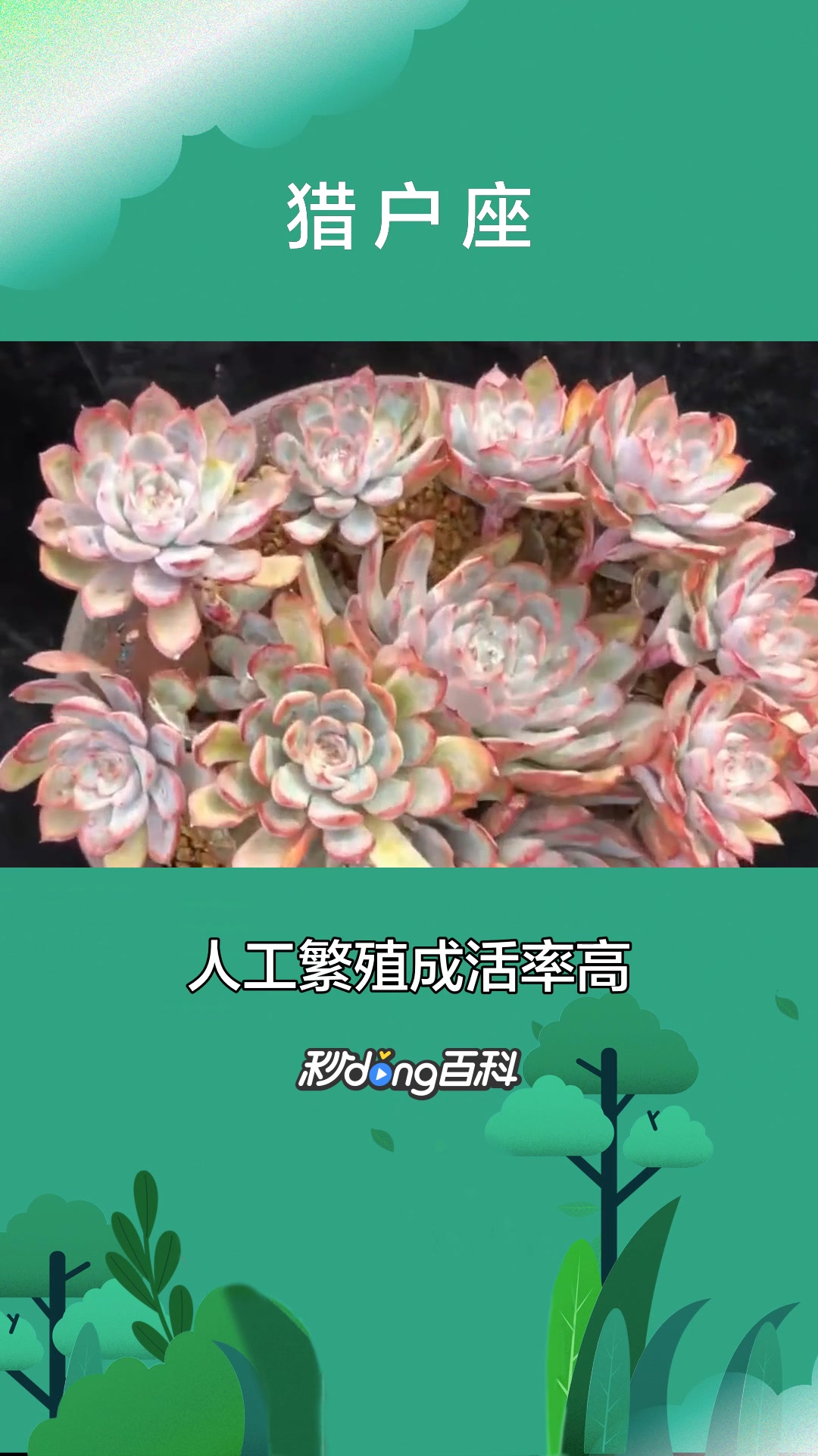 一分钟了解猎户座(多肉植物)