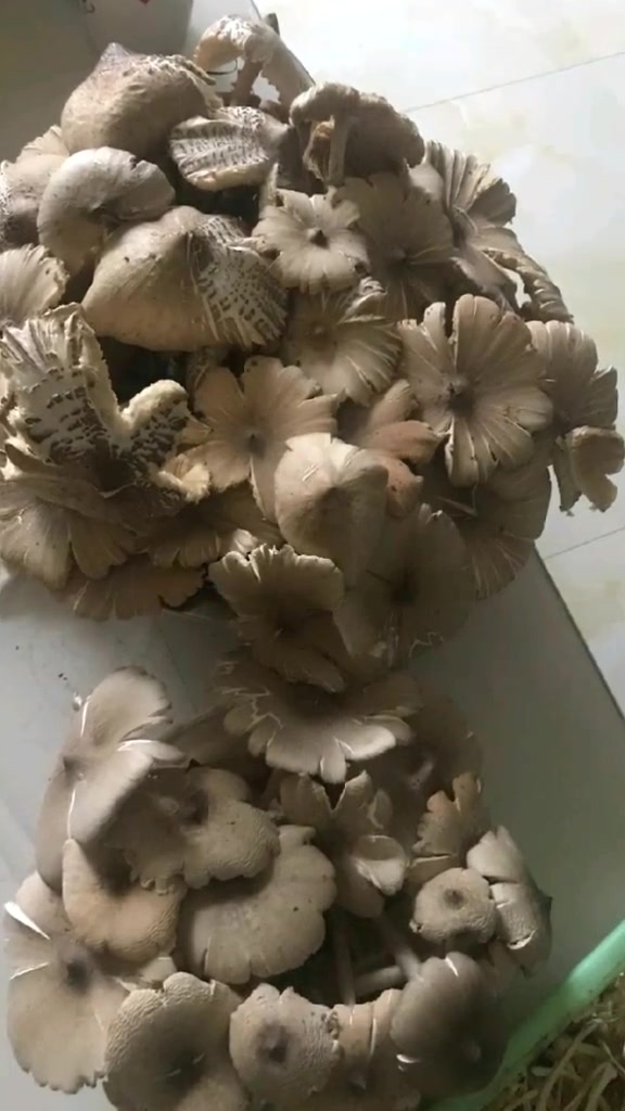 蘑菇 天然馈赠藏林间,全凭运气赋予闲!鸡汤文煲鲜香妙,唇齿留味腹欲饕!家乡特产 农村生活