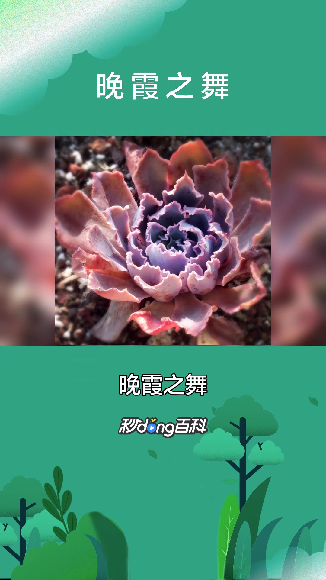 一分钟了解晚霞之舞(虎耳草目景天科植物)