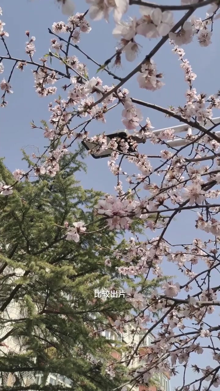 山桃花盛开!北京人惬意享受浓浓春意