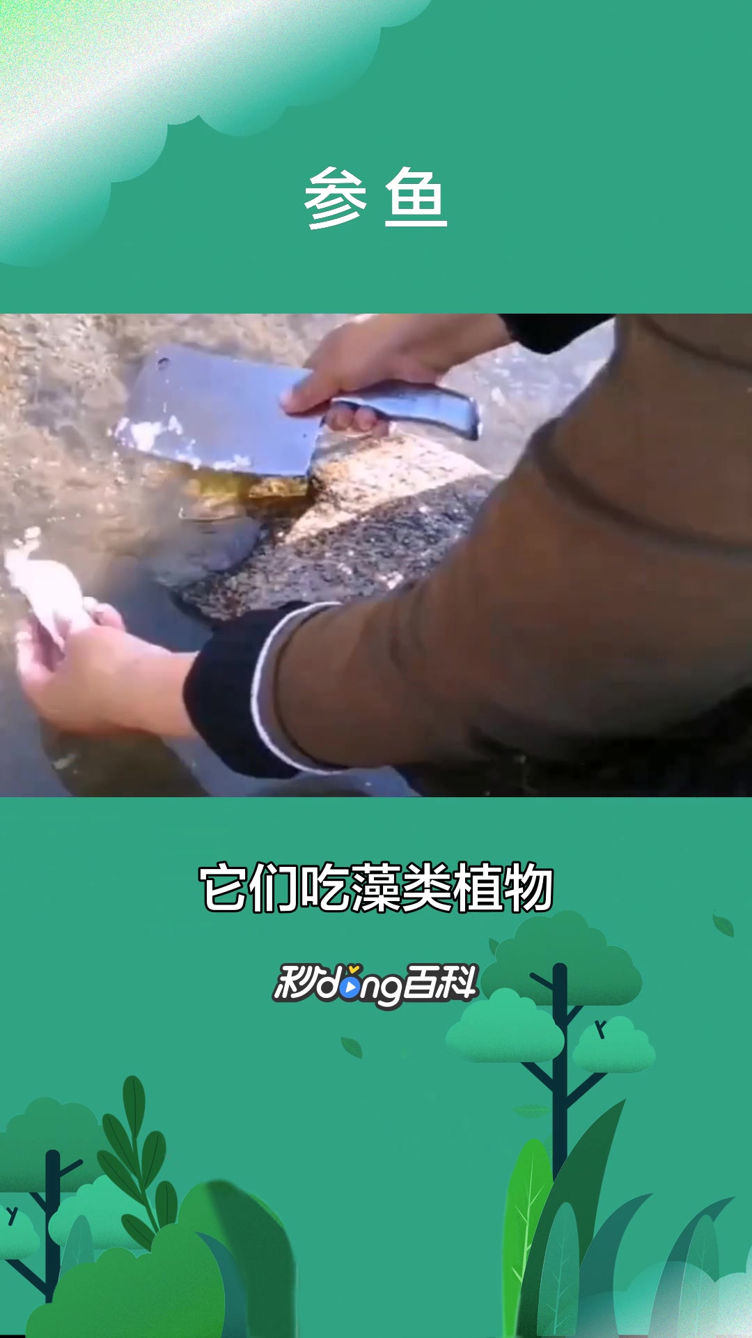 一分钟了解动物参鱼