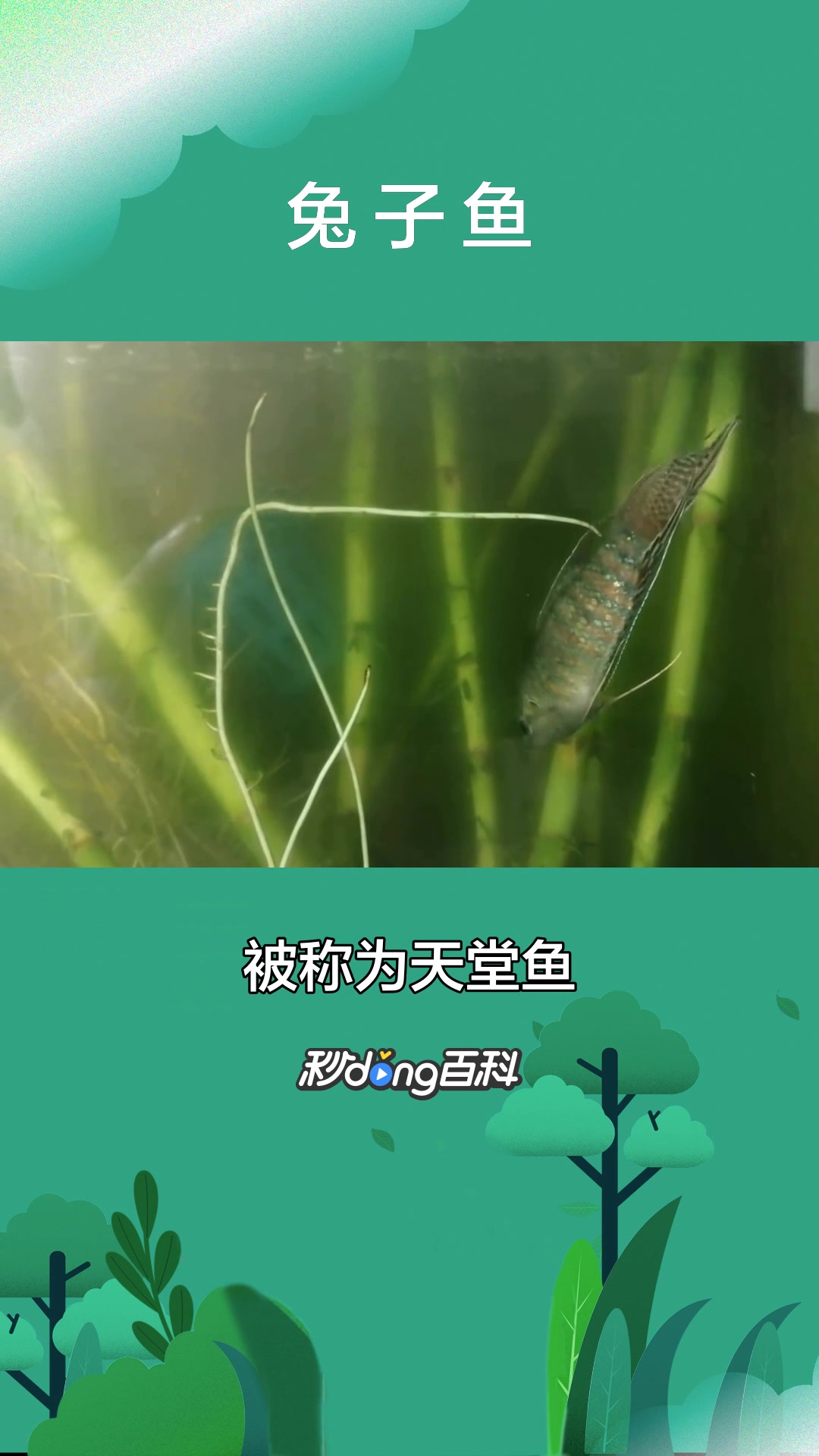 一分钟了解兔子鱼(观赏鱼)