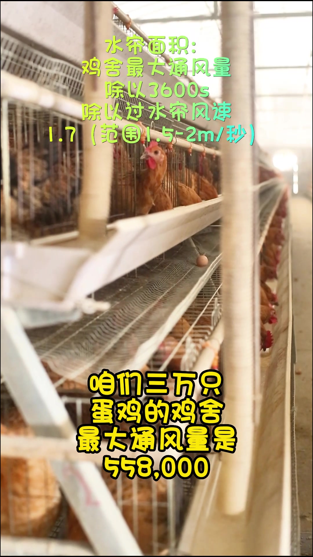 蛋鸡鸡舍水帘面积怎么算?