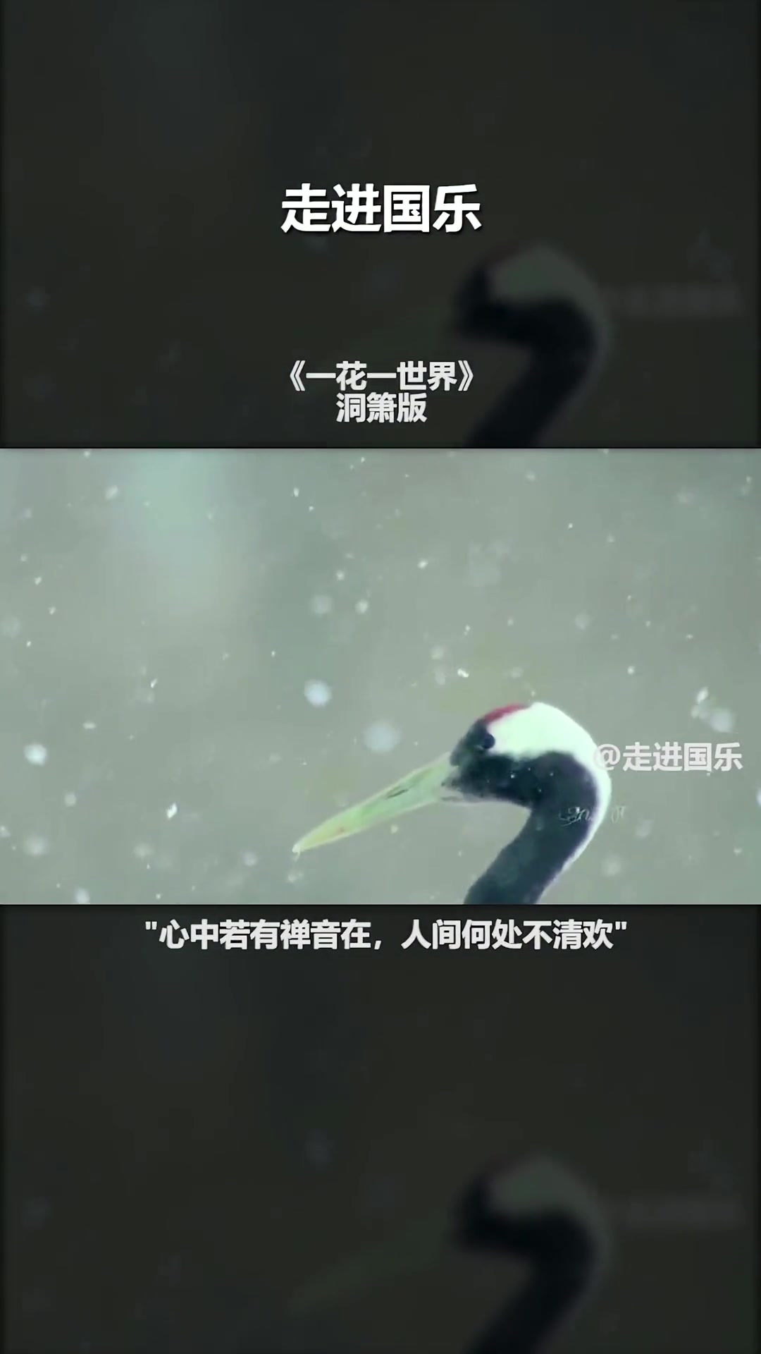 第437集|走进国乐:心中若有禅音在,人间何处不清欢。民族乐器 国乐 纯音乐