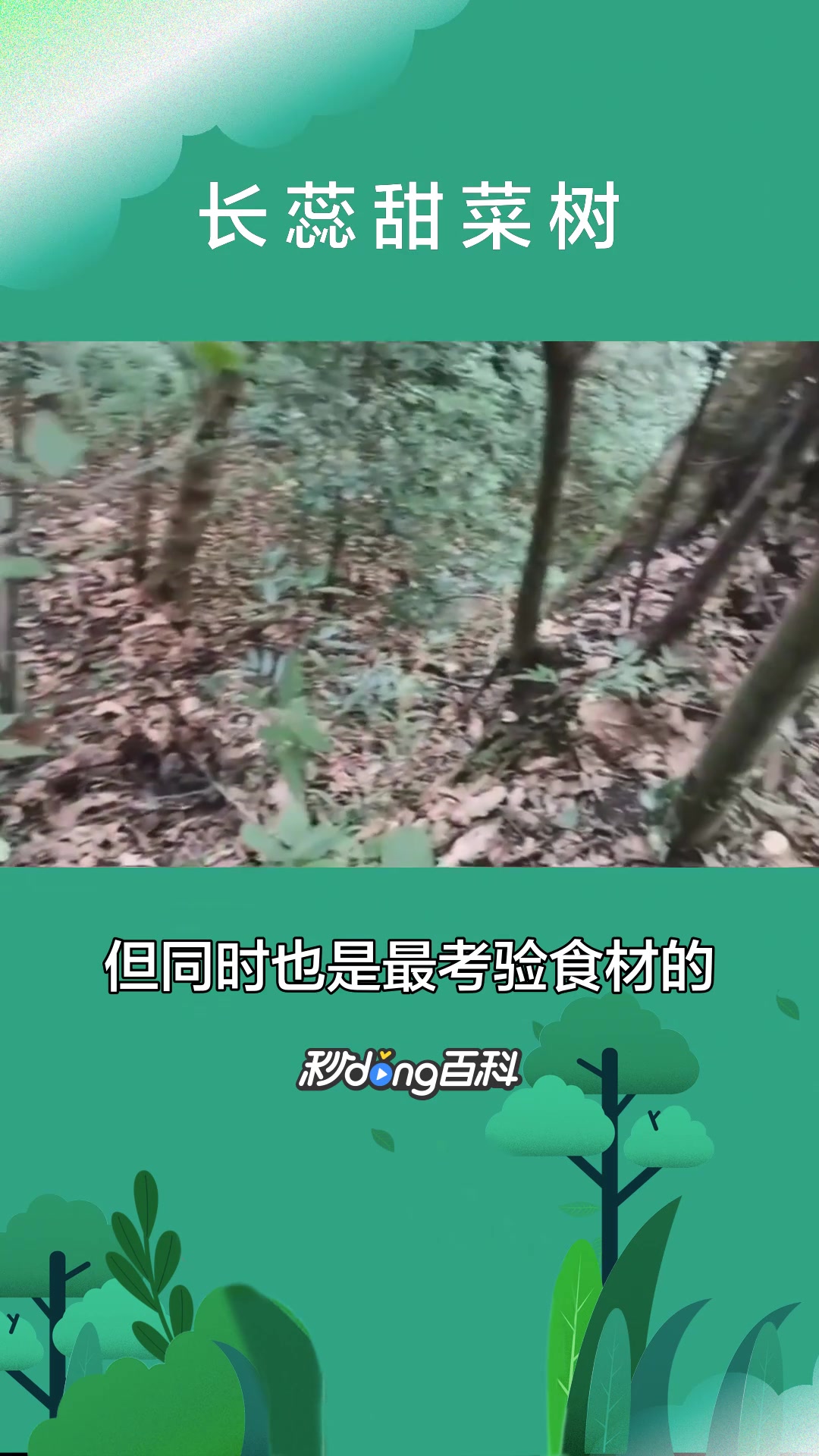一分钟了解长蕊甜菜树