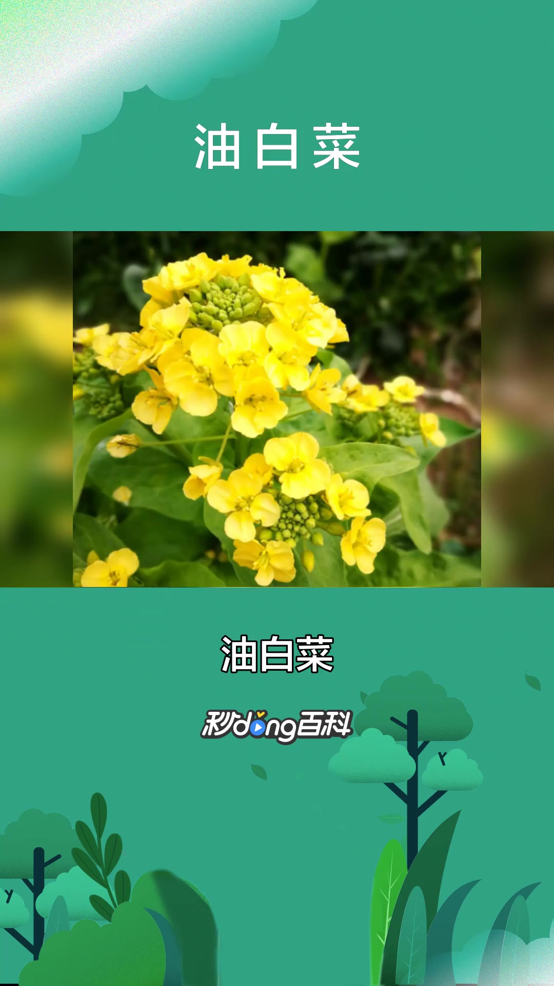 一分钟了解油白菜(十字花科芸薹属植物)
