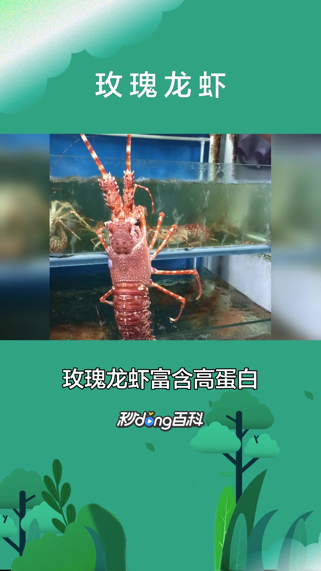 一分钟了解玫瑰龙虾