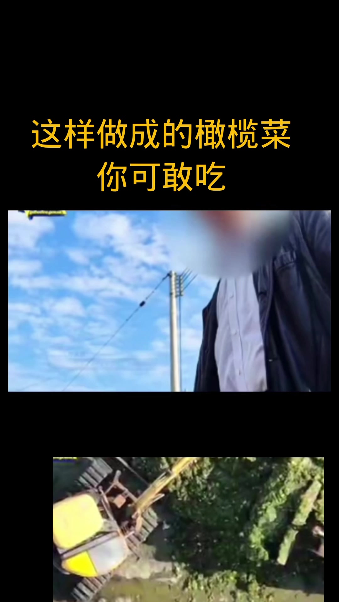 制作橄榄菜竟用这样原料