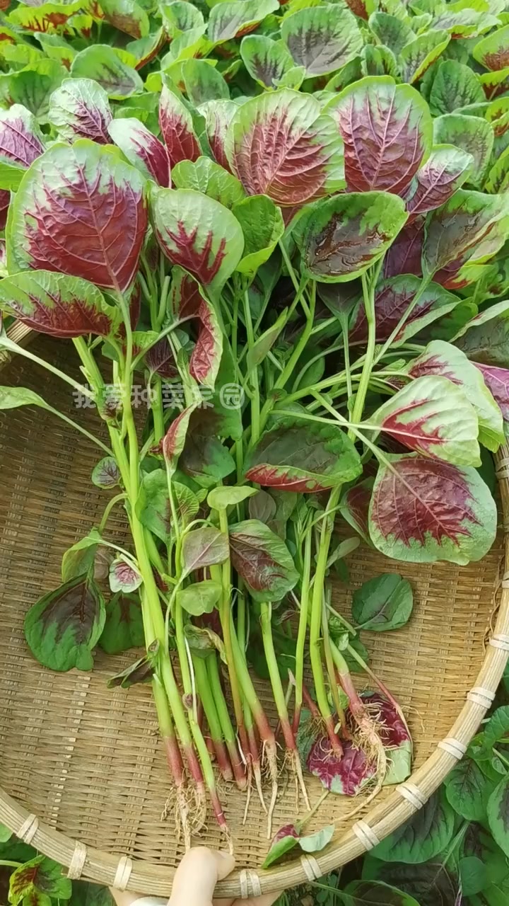 苋菜要种这个圆叶红苋菜,软糯香滑,非常好吃 家庭种植 我的小菜园 田园生活 种菜 蔬菜种植