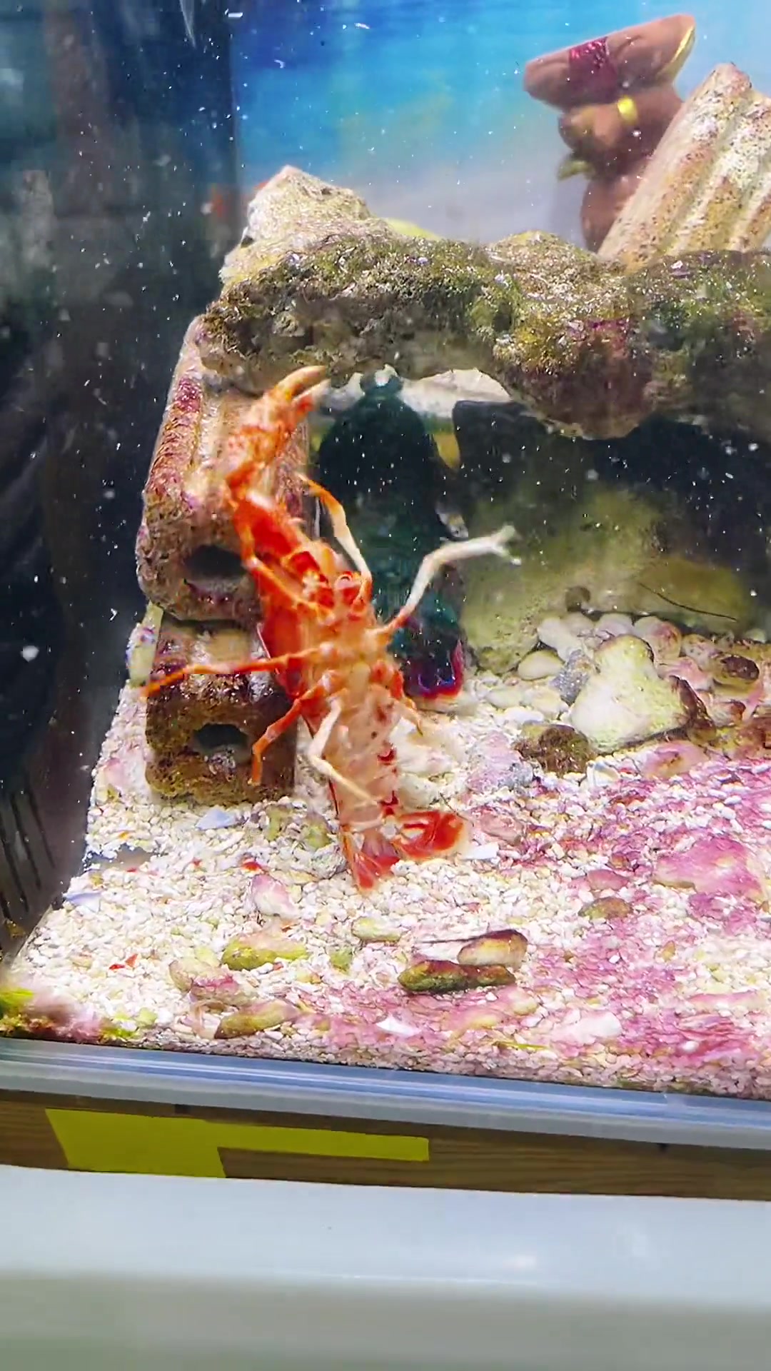 第54集|果然!解冻的老弹战力非凡呀!小小蚁国 雀尾螳螂虾 豚哥的海水家族