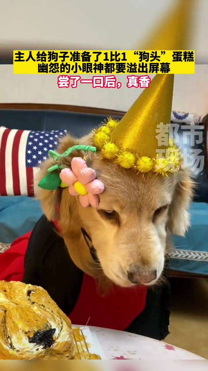 主人给狗子准备了1比1“狗头”蛋糕,幽怨的小眼神都要溢出屏幕,尝了一口后,真香(来源:)万