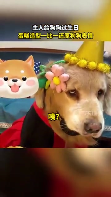 主人给狗狗过生日,蛋糕造型1:1还原狗狗表情!狗狗:你看我高兴吗?狗狗 &nbsp; 萌宠 &nbsp; 狗狗