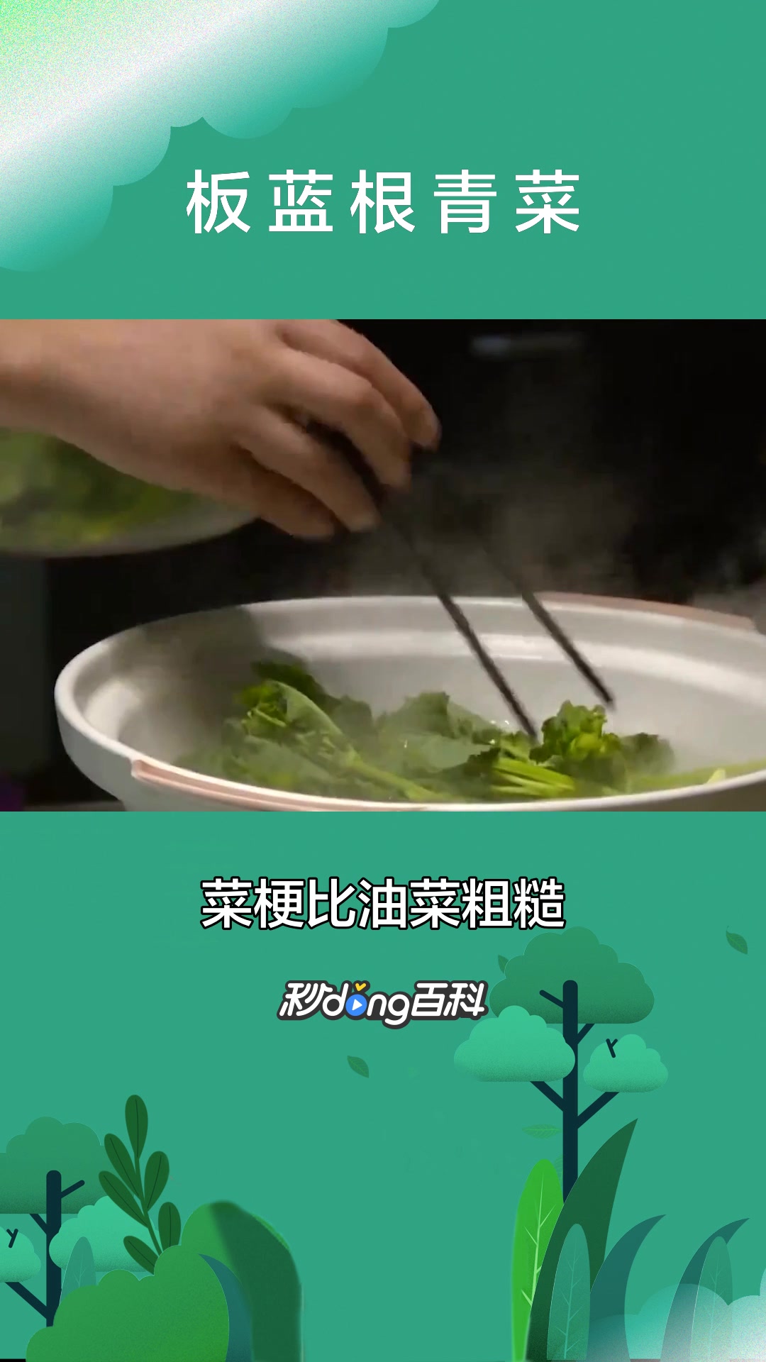 一分钟了解板蓝根青菜