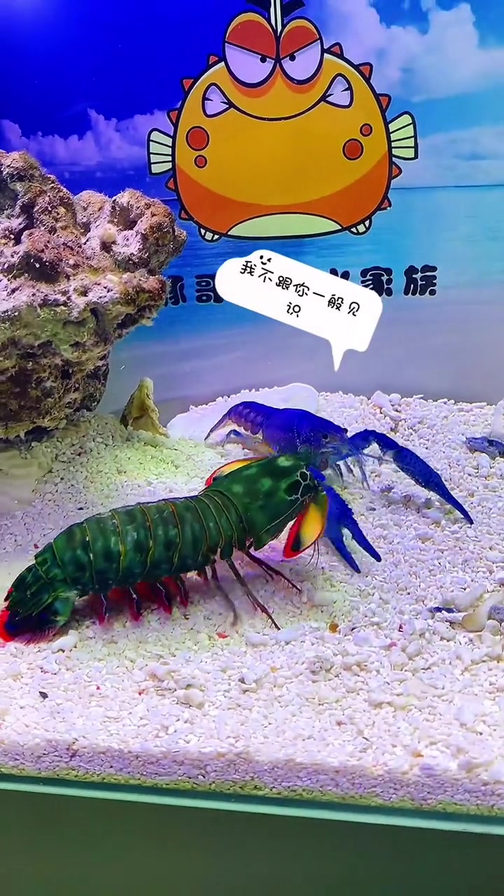 第15集|皮皮虾:当时龙虾大哥也蒙圈呀!雀尾螳螂虾 豚哥的海水家族 宠物的难过瞬间