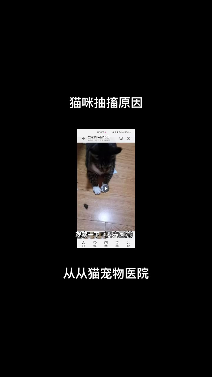 猫咪抽搐的原因 重庆宠物 科学养宠攻略 重庆宠物 宠物知识 宠物医生 科学养宠攻略