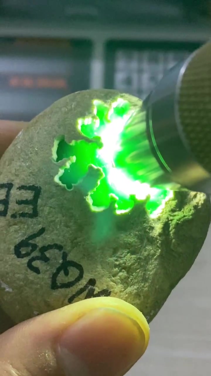 阳绿鸽子蛋希望来了