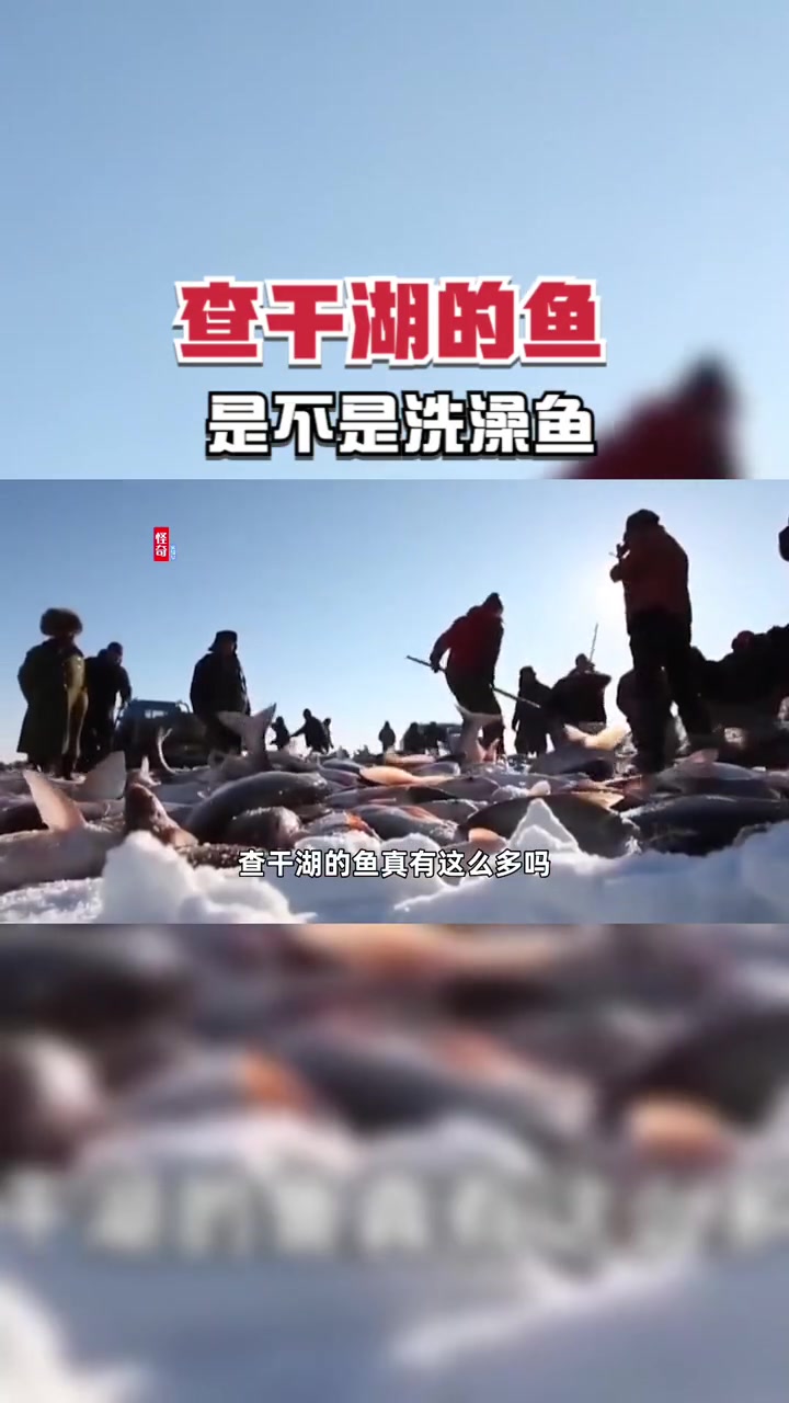 查干湖的鱼是洗澡鱼?每年冬捕300万斤,查干湖的鱼有这么多吗?查干湖冬捕 胖头鱼 丰收 王