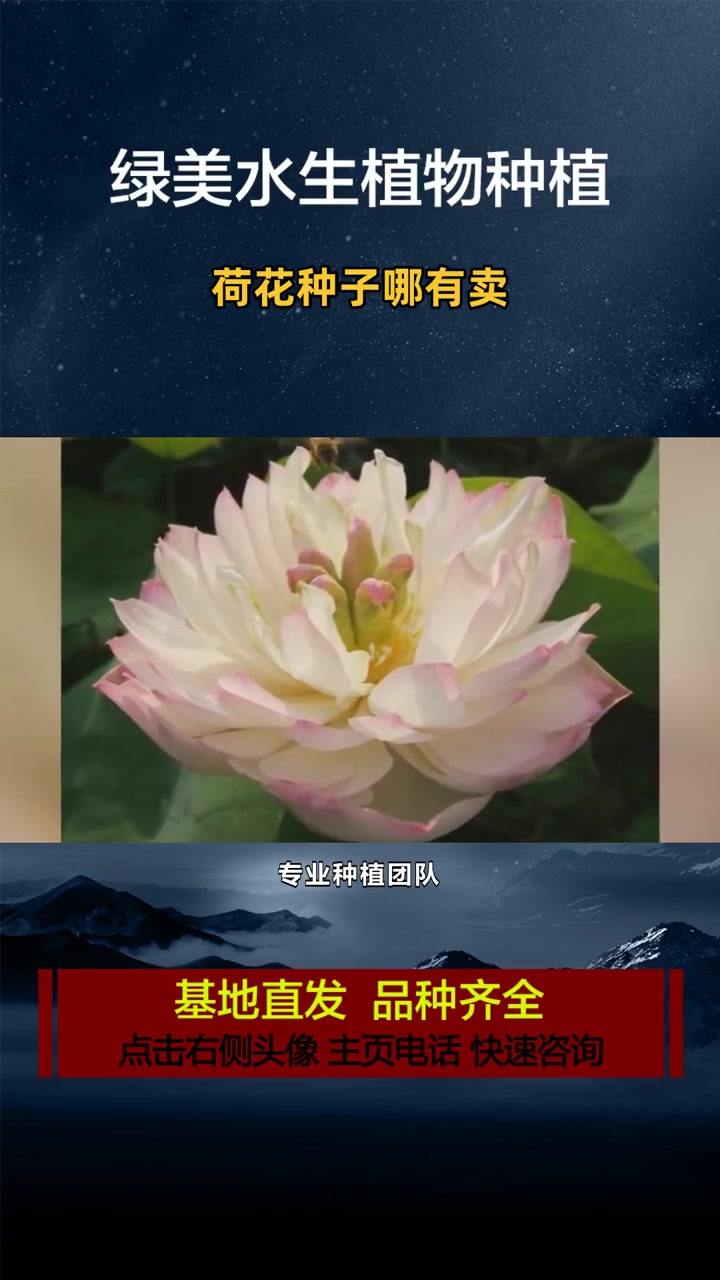 耐寒荷花苗基地 荷花种子哪有卖 荷花种子哪里能买到