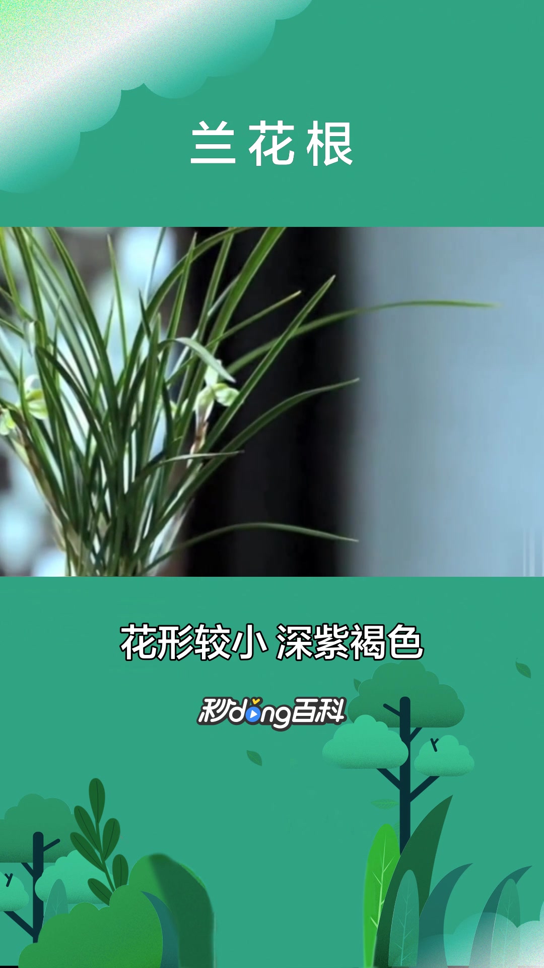 一分钟了解什么是兰花根