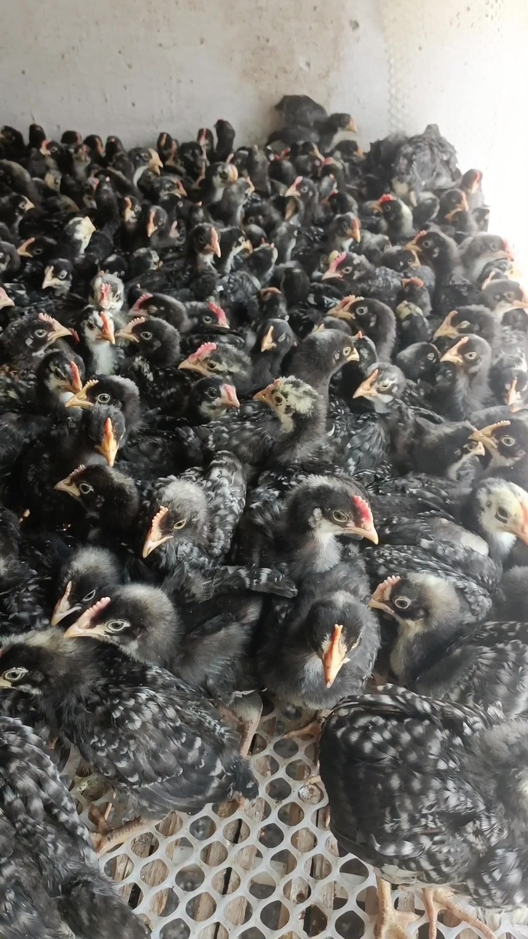 40天左右芦花小幼崽,散养圈养都可以