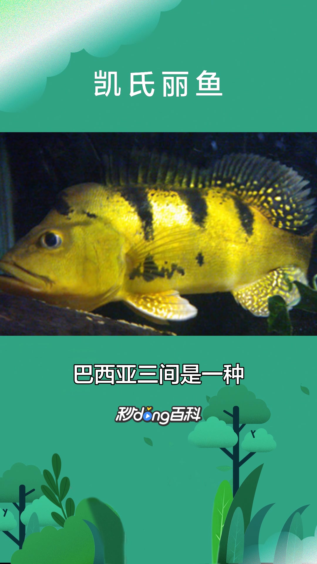 一分钟了解凯氏丽鱼