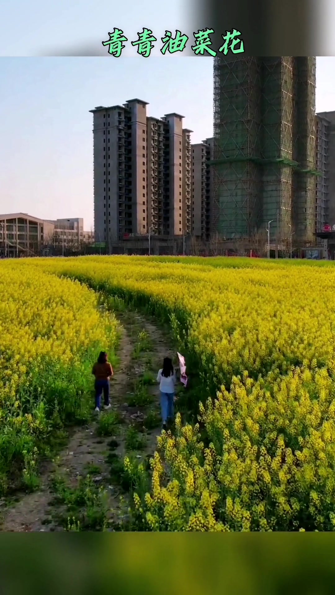 城市边的油菜花田