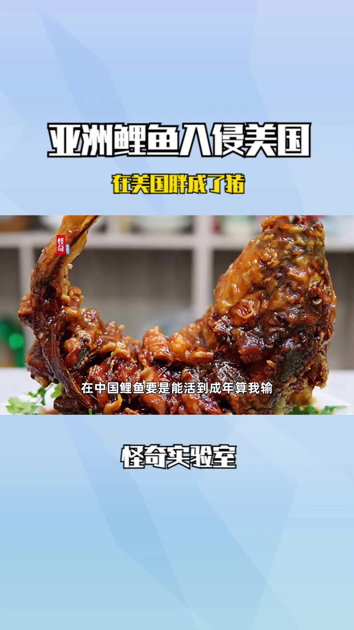 亚洲鲤鱼入侵美国,在美国胖成了猪?在中国为啥活不到成年?大鲤鱼 钓鱼 户外 亚洲鲤鱼 生物