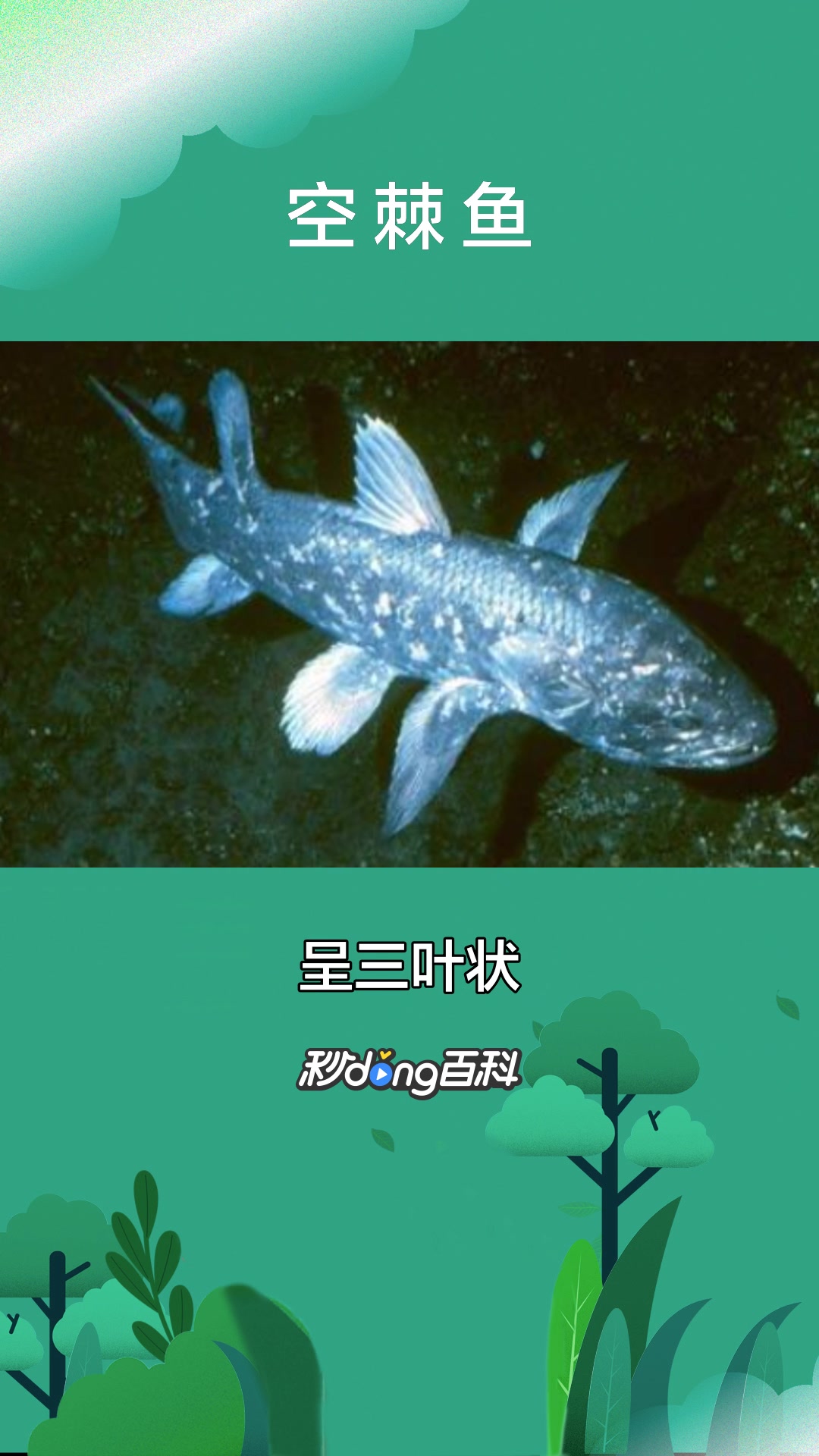 一分钟了解空棘鱼(脊索动物门硬骨鱼纲总鳍鱼目动物)