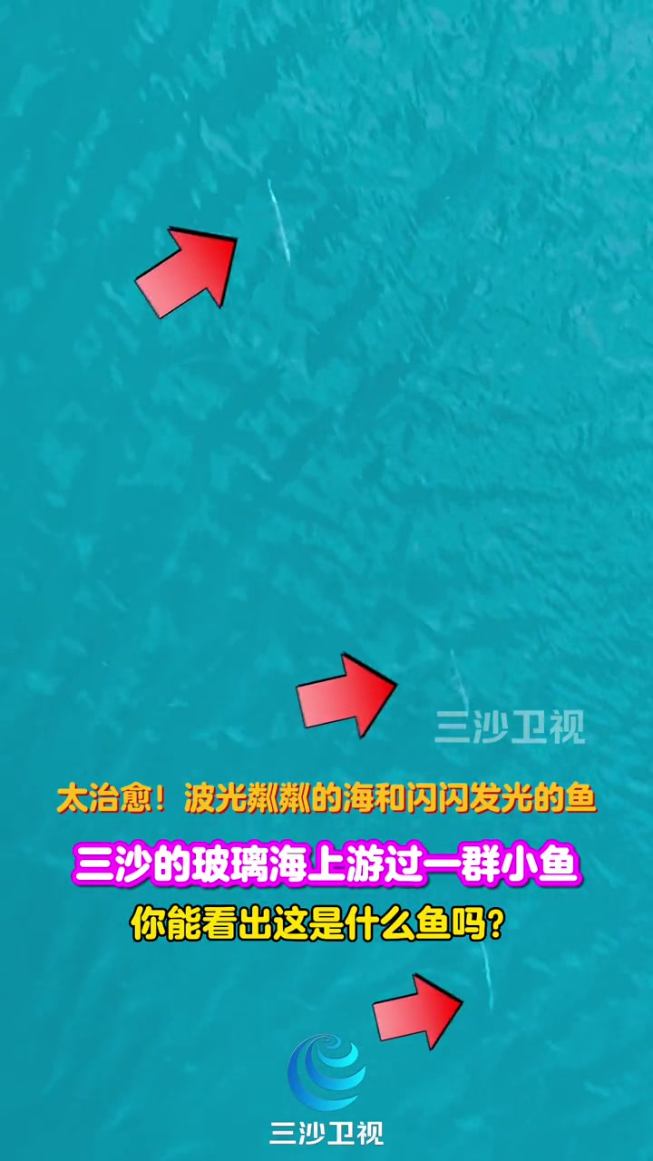 三沙的玻璃海上游过一群小鱼,你能看出这是什么鱼吗?