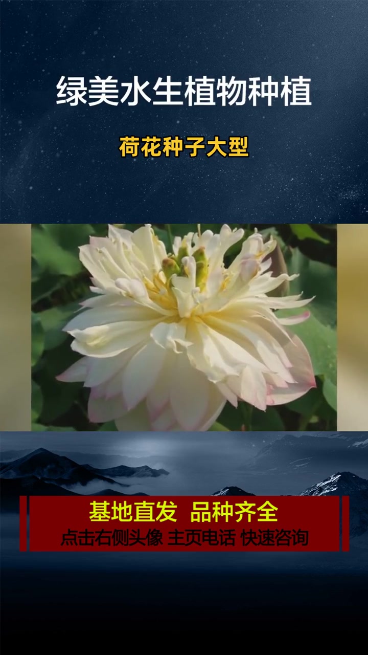 荷花基地种苗批发 荷花种子大型 荷花种子那里有卖的