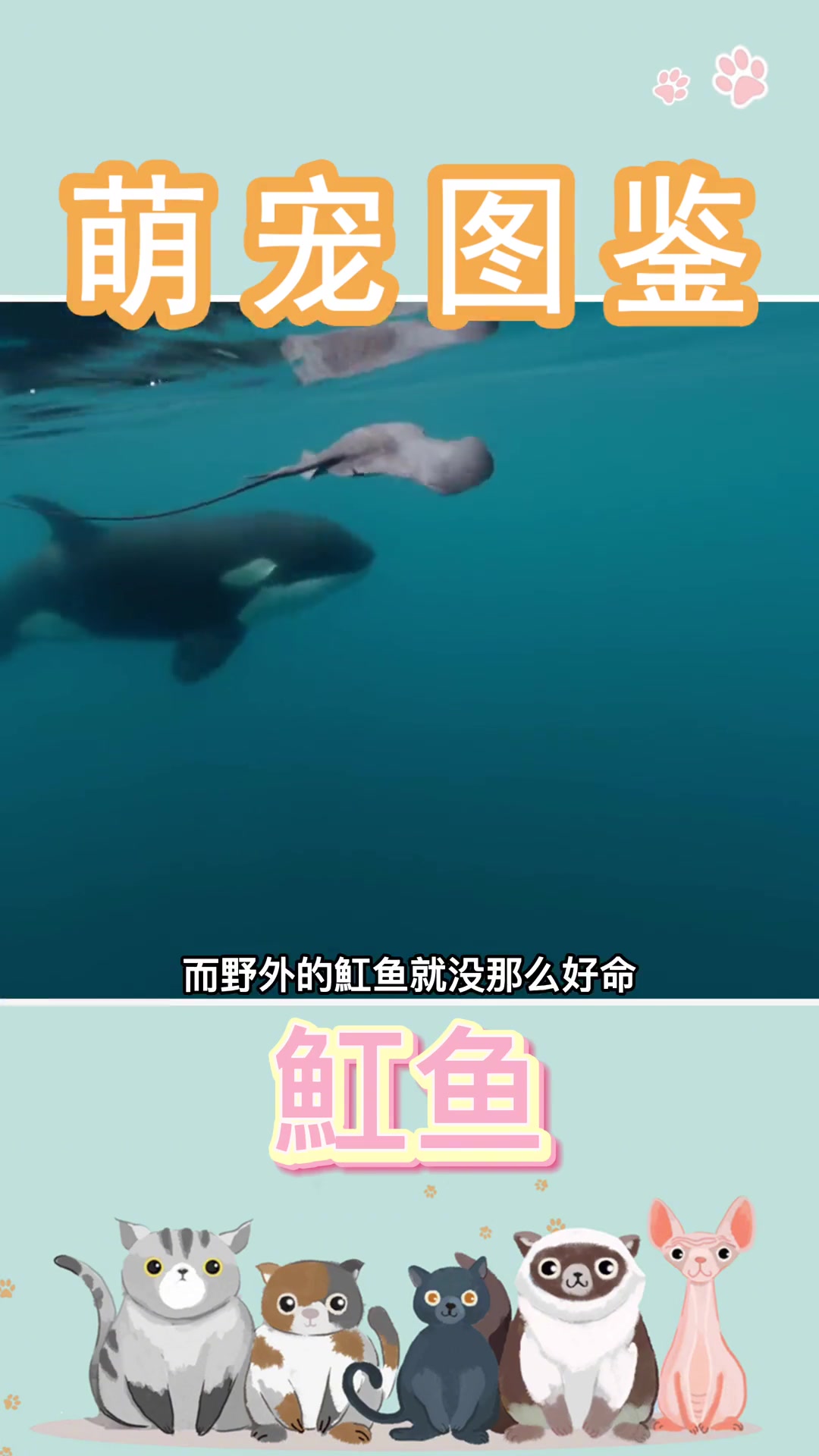 魟鱼,也叫魔鬼鱼,是鲨鱼的近亲。魟鱼 萌宠出道计划 魔鬼鱼