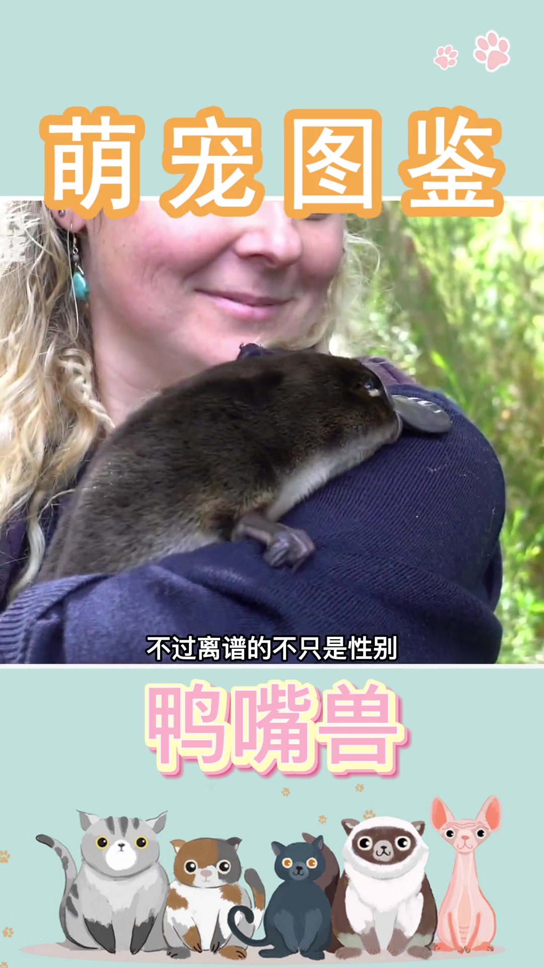 第61集|鸭嘴兽,是生物史上的一朵奇葩。鸭嘴兽 萌宠出道计划 神奇动物 动物趣事 奇异动物