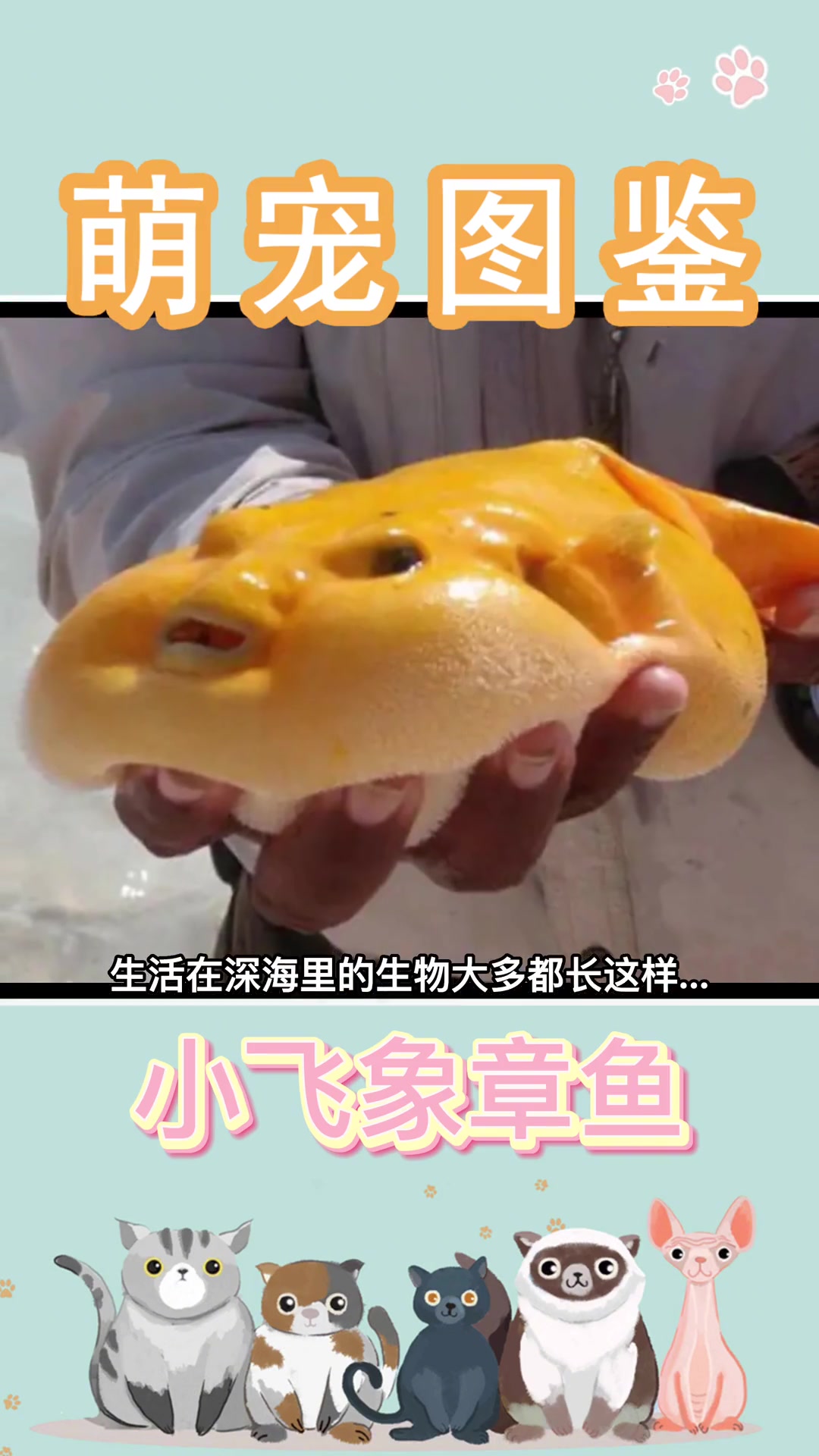 第58集|小飞象章鱼,章鱼界的颜值第一名。烟灰蛸 小飞象章鱼 萌宠出道计划 萌宠成精了