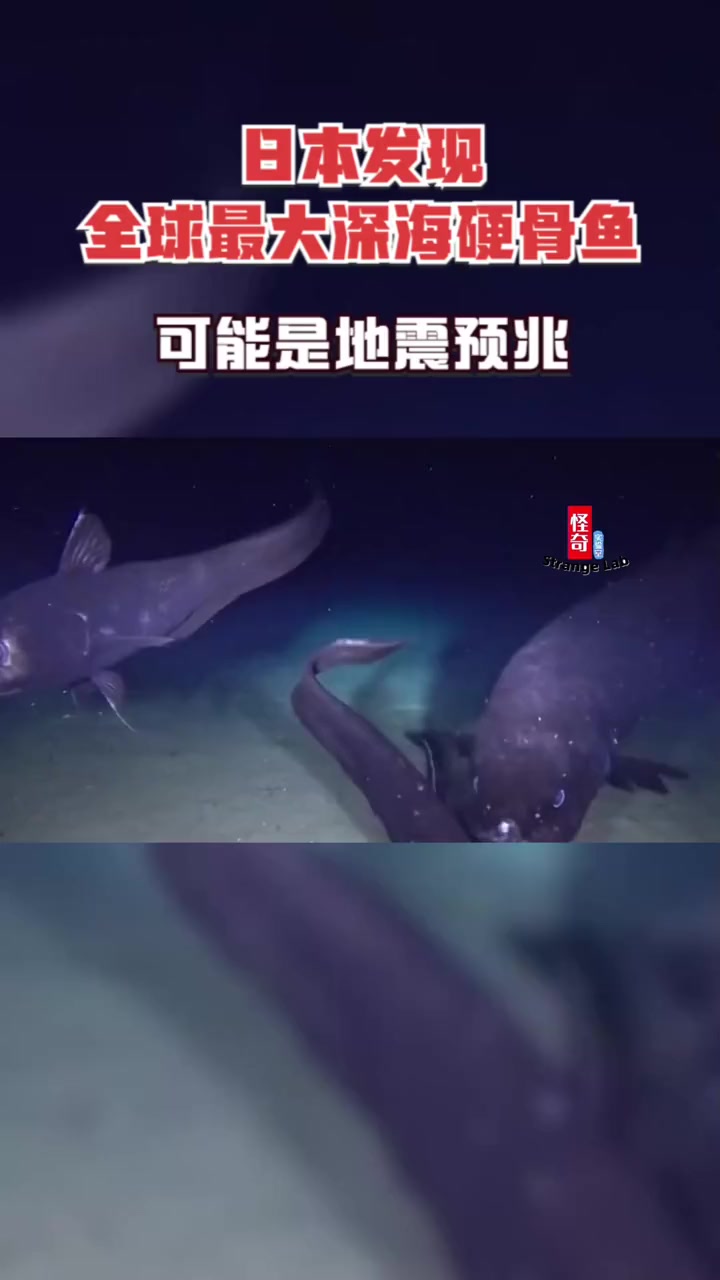 第19集|日本发现全球最大硬骨鱼,体长超2.5米,会是地震预兆吗 海洋生物 地震预兆 日本