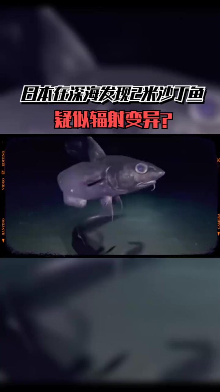 第1集|「怪奇实验室」日本在深海现2米沙丁鱼,疑辐射变异 辐射变异 视觉冲击 真实事件 核
