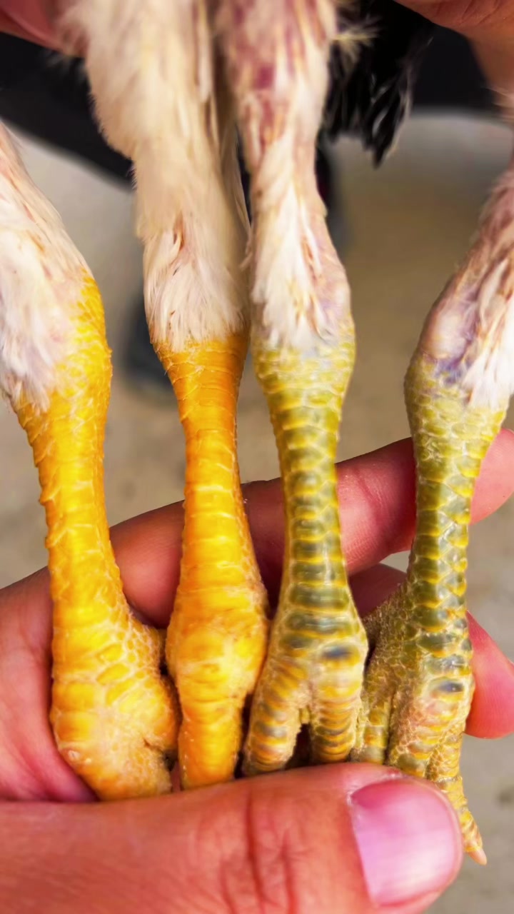 一对独麟腿斗鸡苗进来欣赏一下