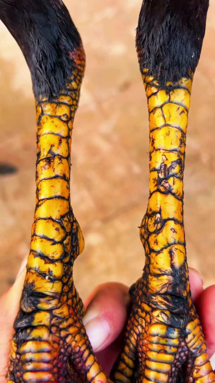 一只独麟公斗鸡可惜嘴巴不太好有喜欢的吗只要399进来欣赏一下吧