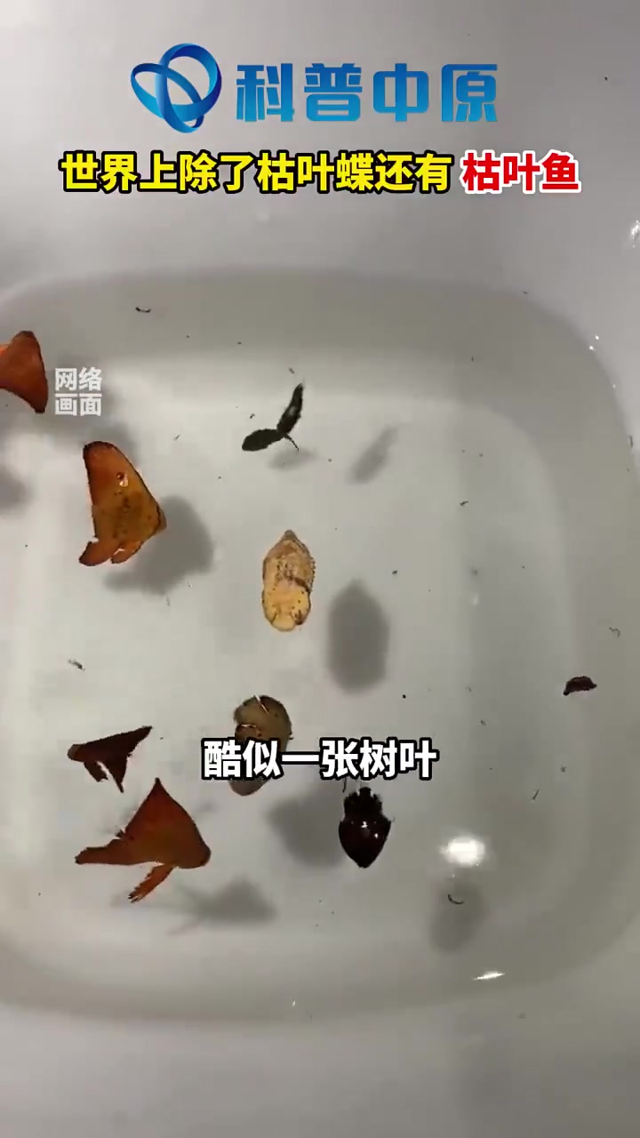 世界上除了枯叶蝶还有枯叶鱼,体色随环境光线而变化,凭着自己独特的伪装术麻痹敌人
