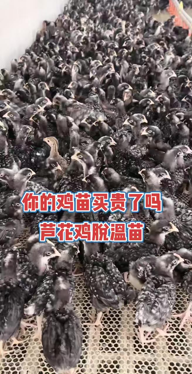 芦花鸡苗养殖绿壳蛋鸡