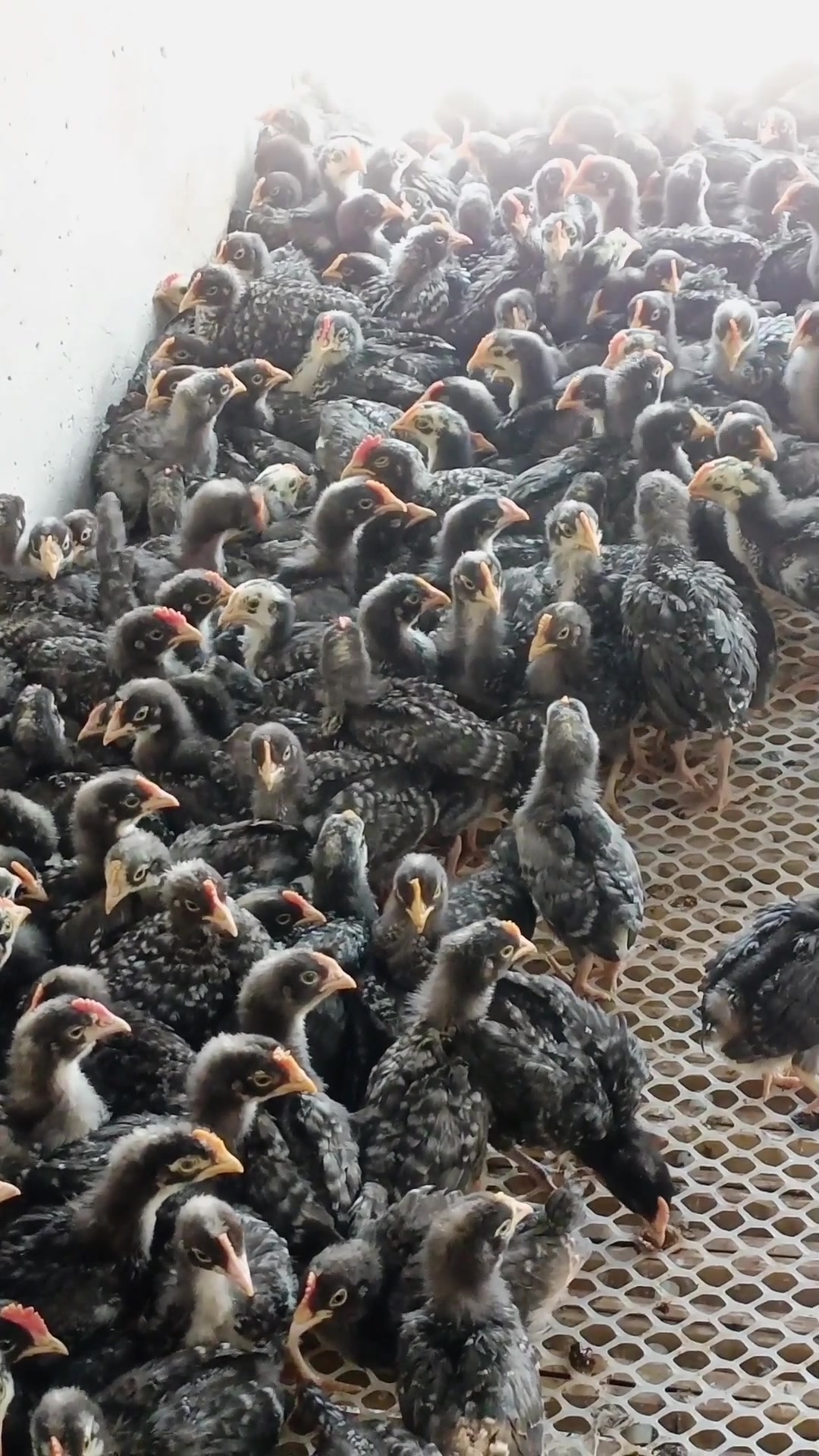 纯种芦花鸡苗,疫苗驱虫已做