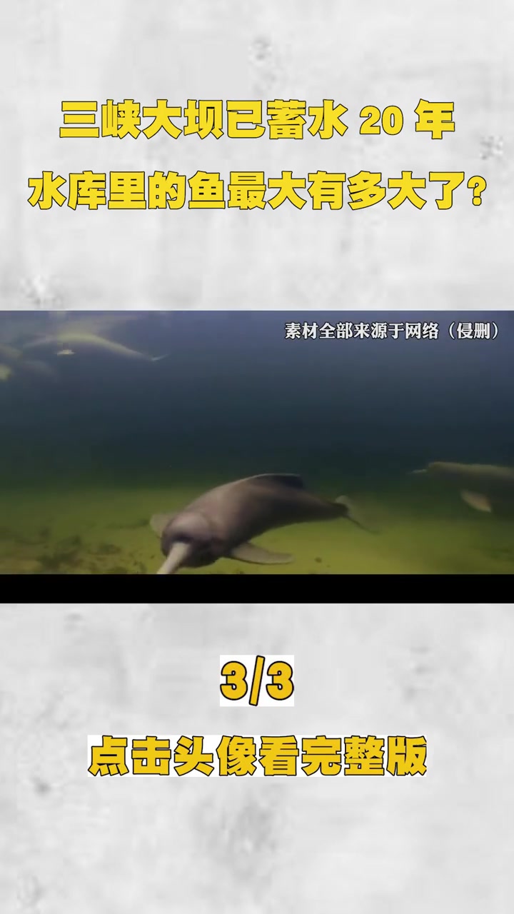 三峡大坝已蓄水20年,堪称鱼类天堂,水库里的鱼最大有多大了?