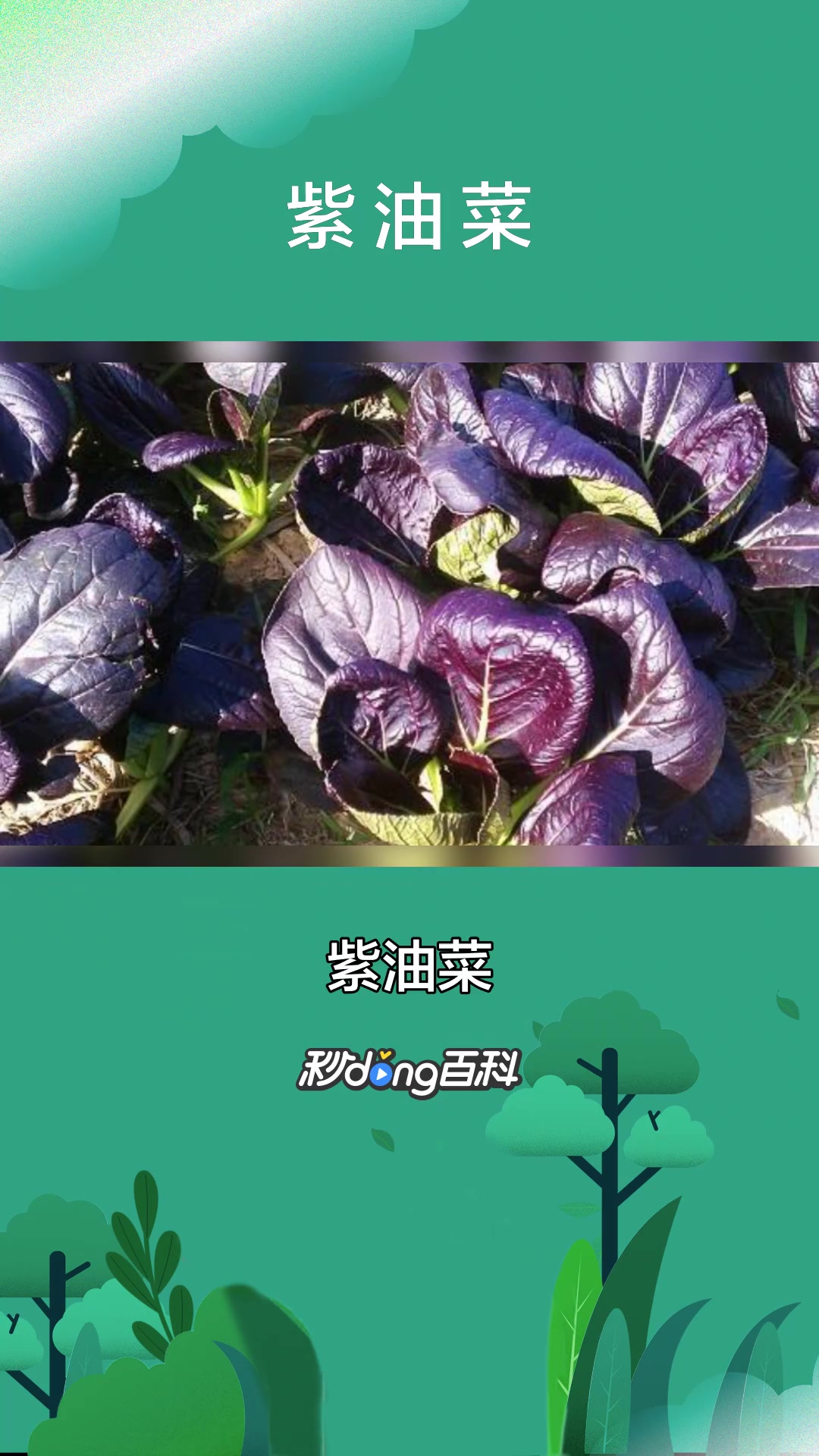 一分钟了解紫油菜(十字花科芸薹属植物)