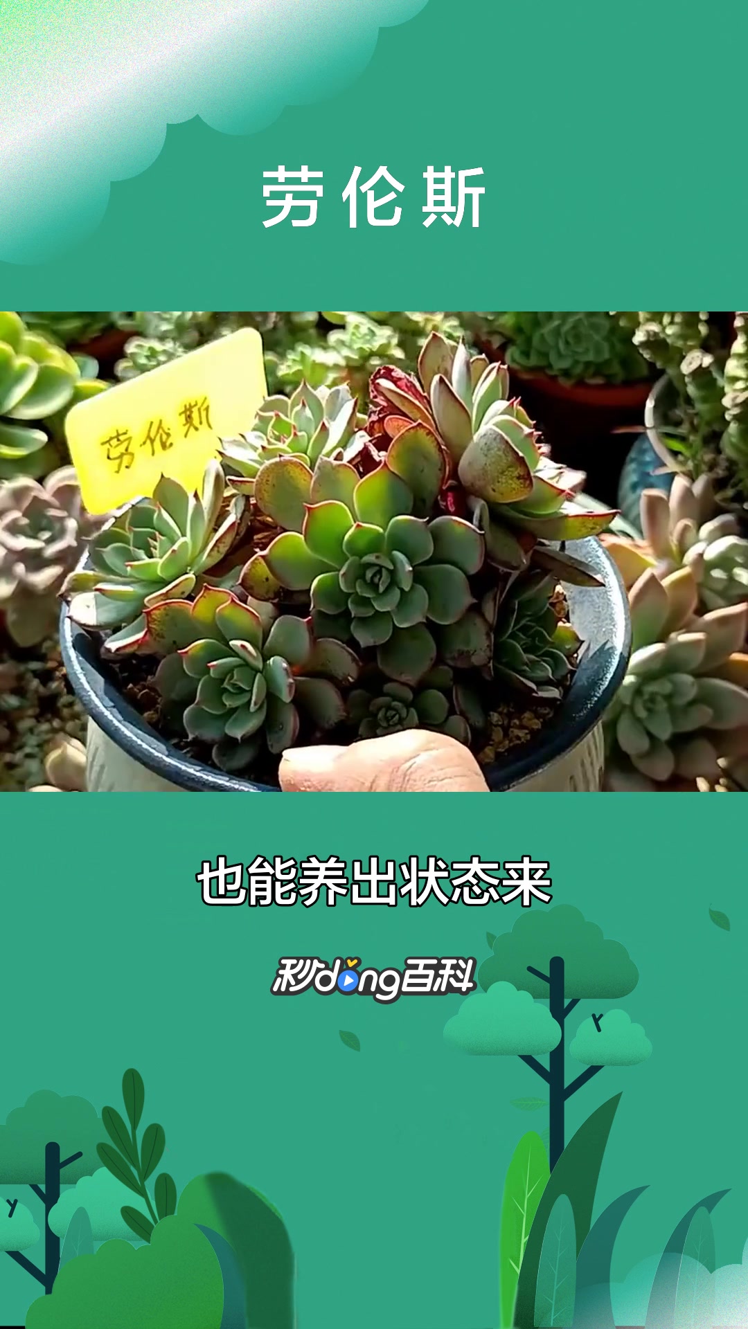 一分钟了解劳伦斯(多肉植物)