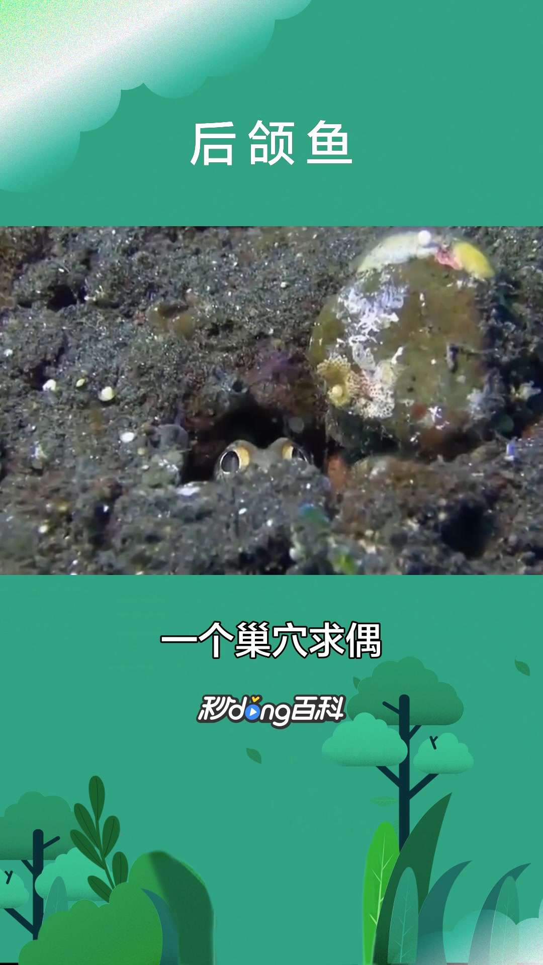 一分钟了解后颌鱼(后颌鱼科动物)