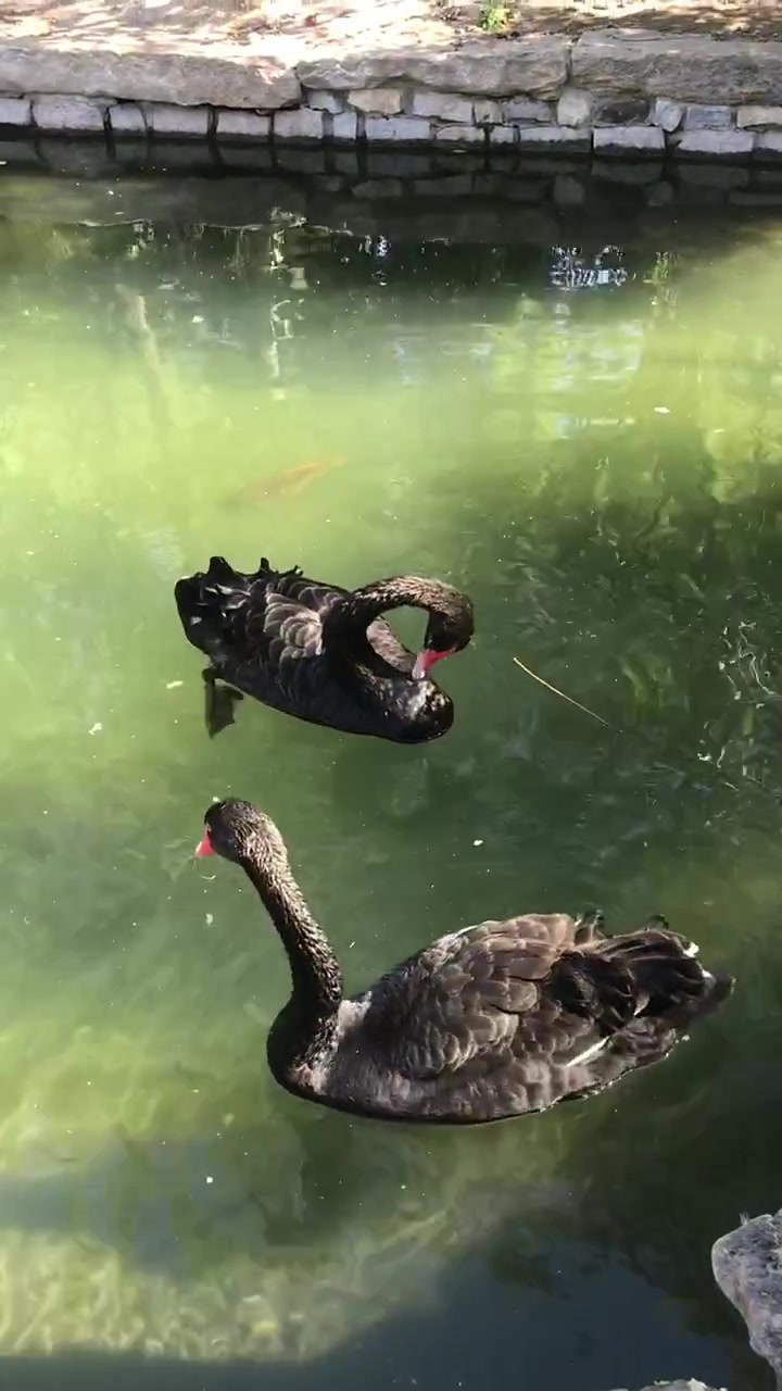 黑天鹅(学名:Cygnus atratus):是鸭科天鹅属的一种大型游禽,体长110-14