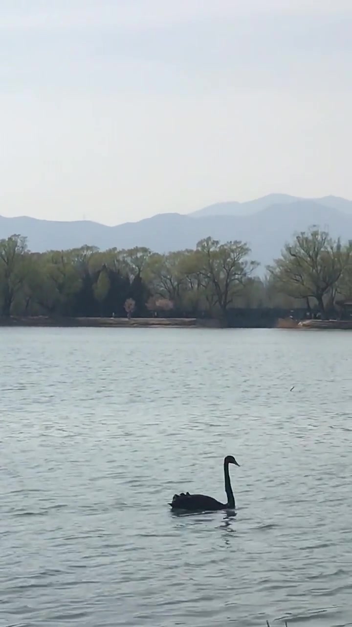 黑天鹅(学名:Cygnus atratus):是鸭科天鹅属的一种大型游禽,体长110-14