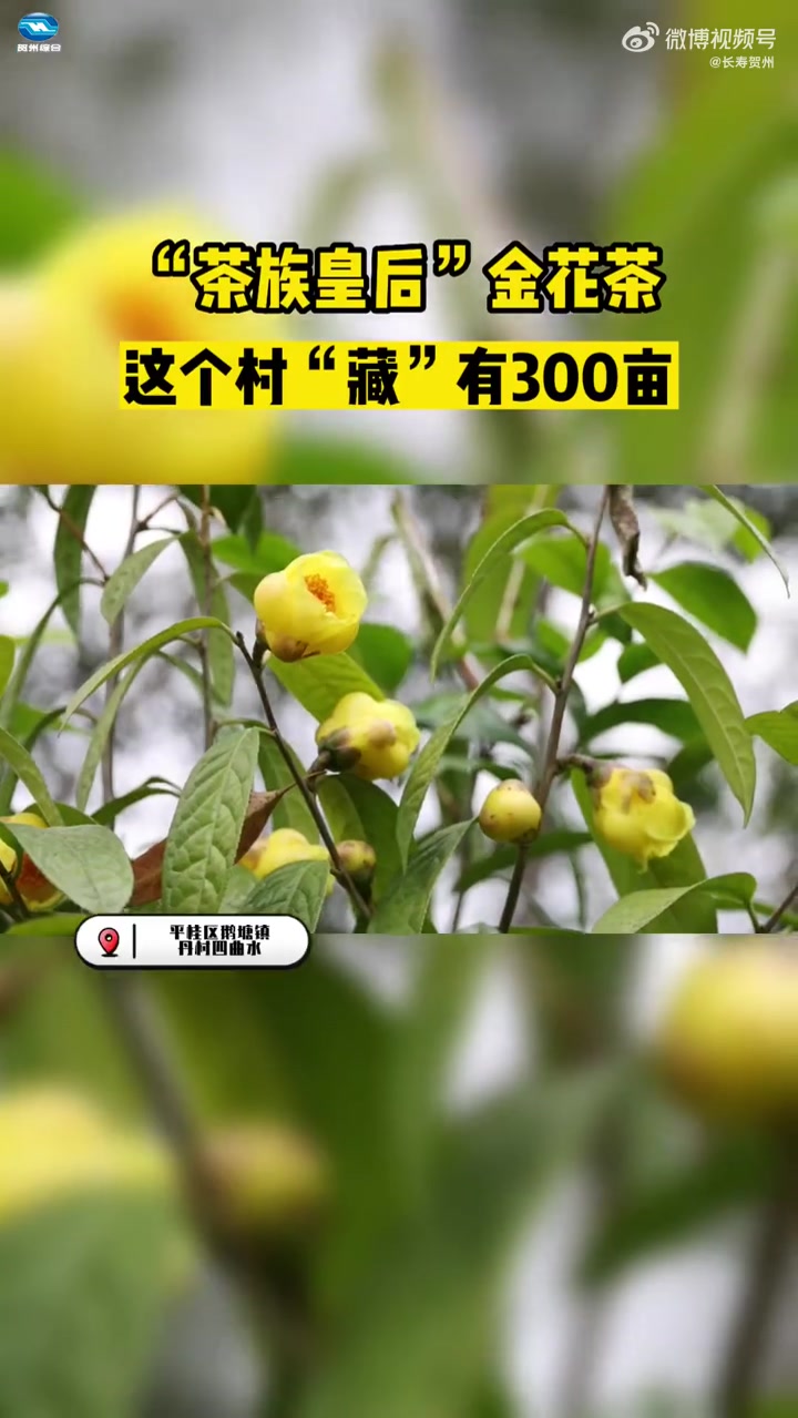 v眼看贺州「“茶族皇后”金花茶 这个村“藏”有三百亩」金花茶每年1月-4月开花,正值花期,