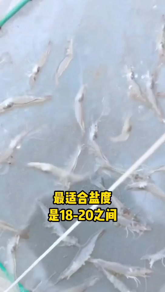 新手养殖南美白对虾